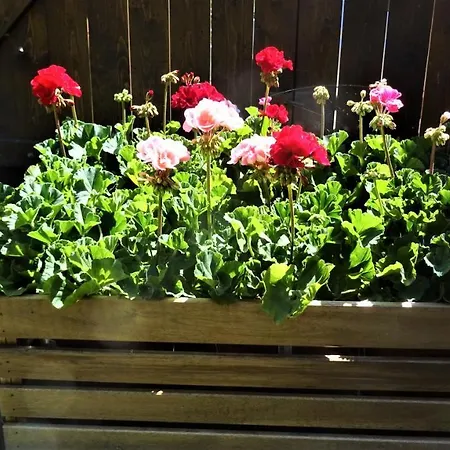 Padlaskincsek Muskatlis Vendeghaz * 瑙吉伯尔热尼